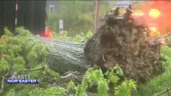 Spring nor’easter brings down trees throughout area